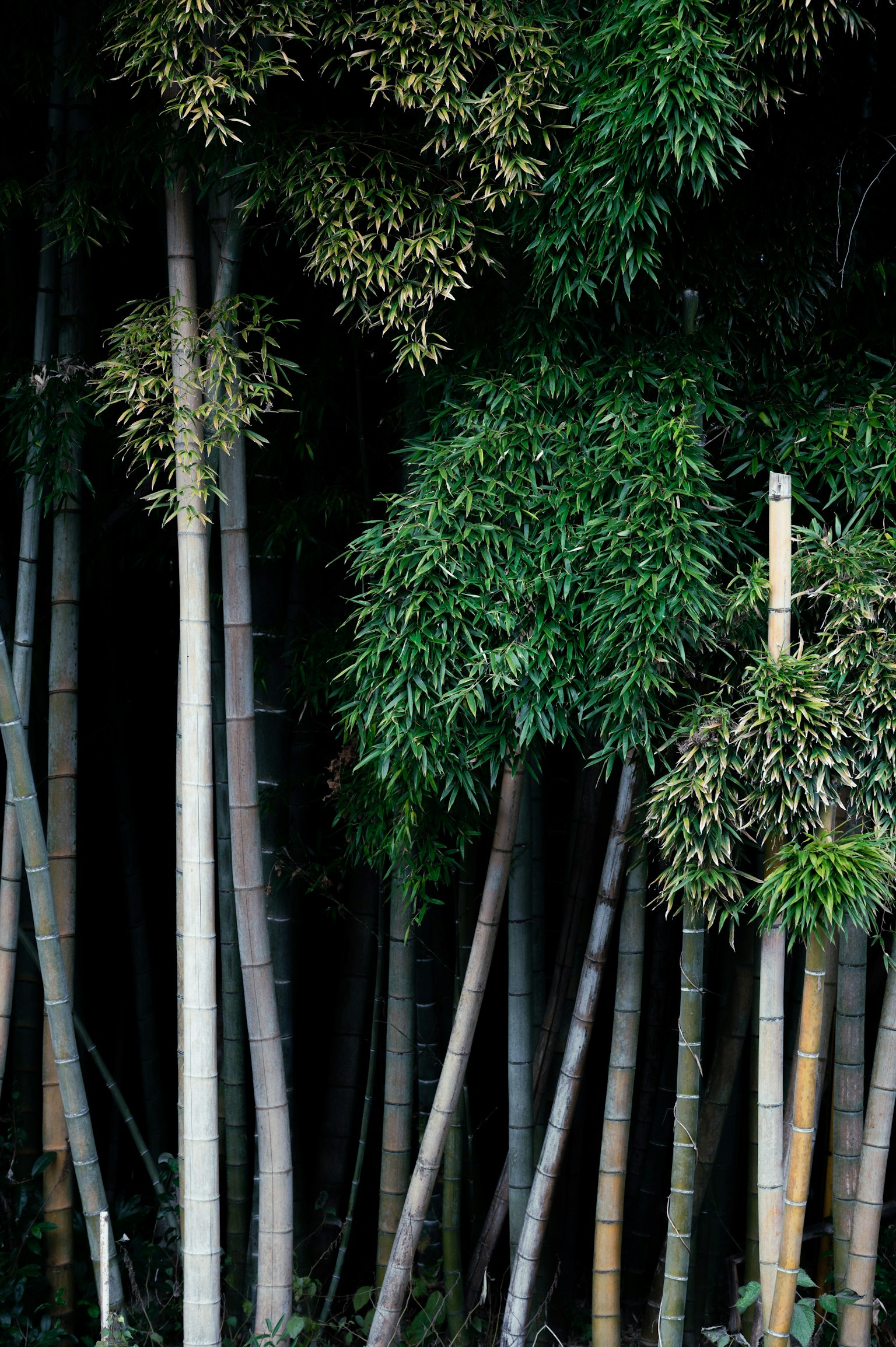 竹林の緑色の葉と細い幹が特徴的な風景