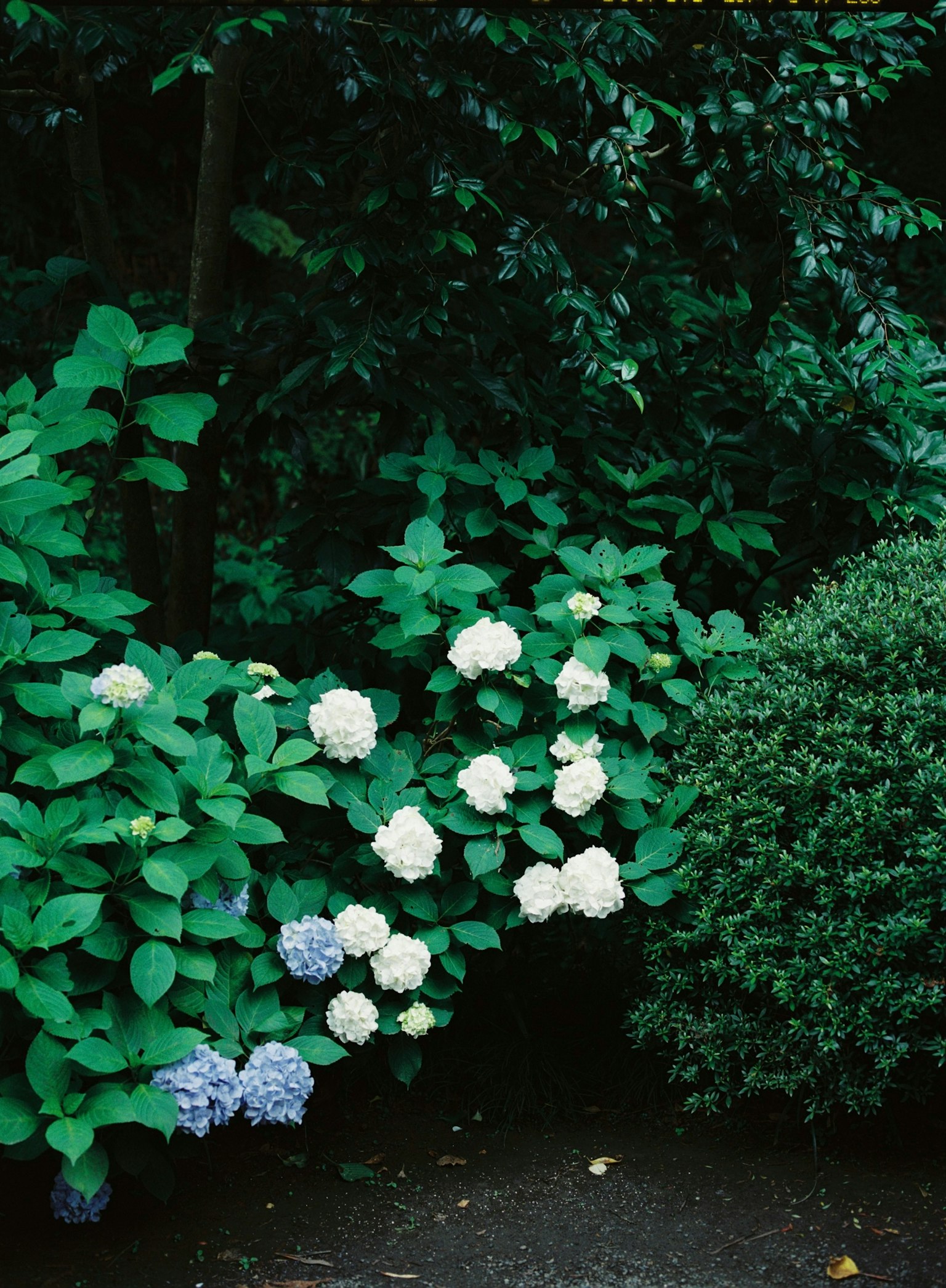 Bunga hortensia putih dan biru dikelilingi daun hijau