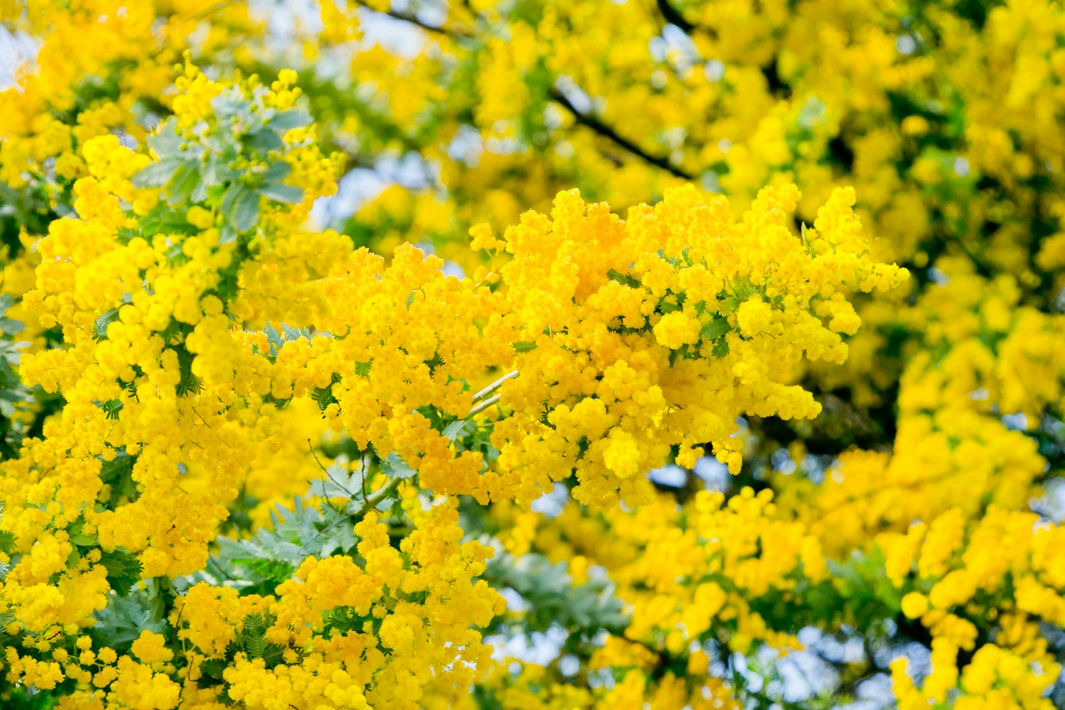 Kedekatan bunga mimosa kuning yang mekar di pohon