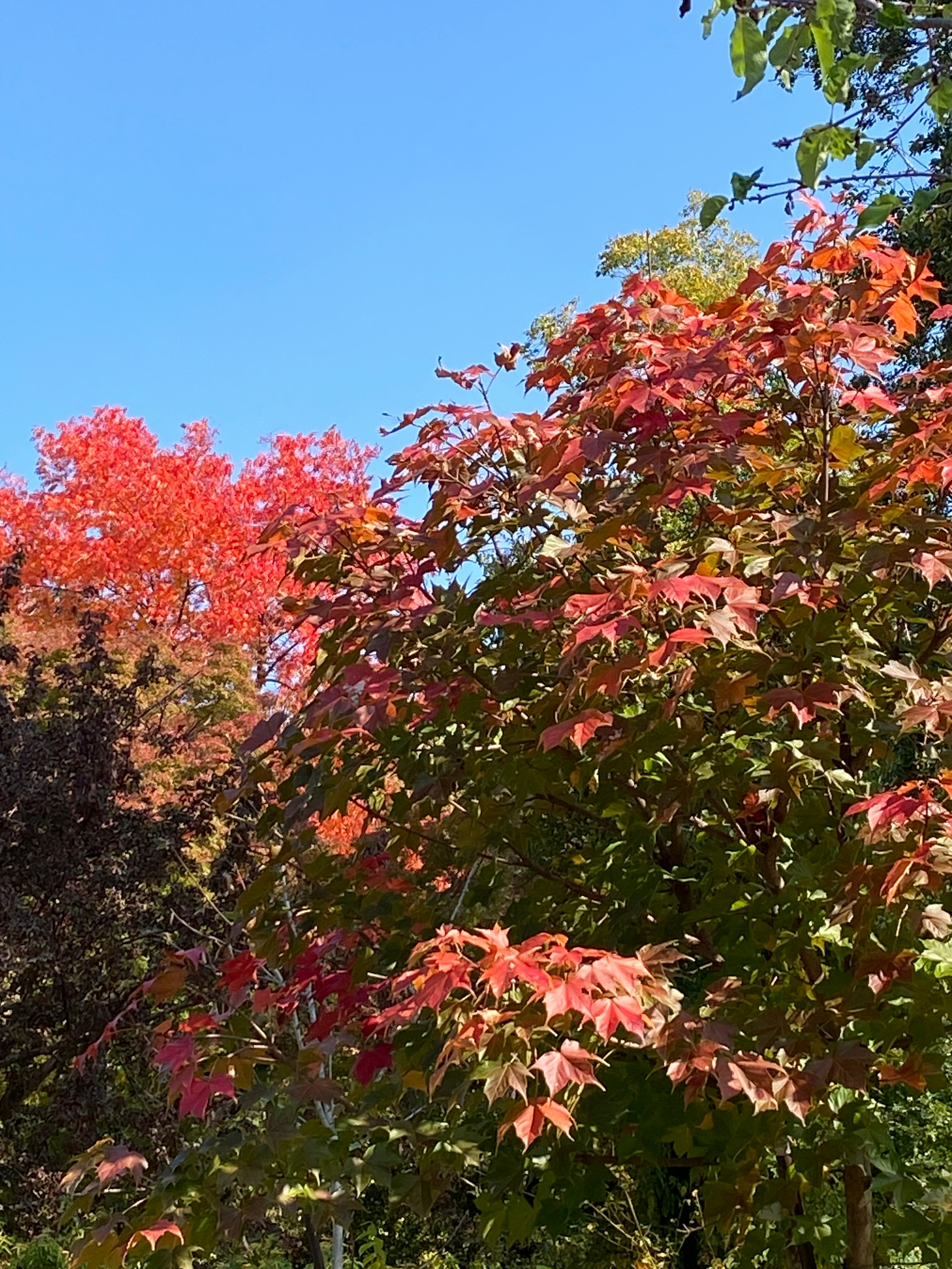 京都府立植物園の色鮮やかな紅葉の木々