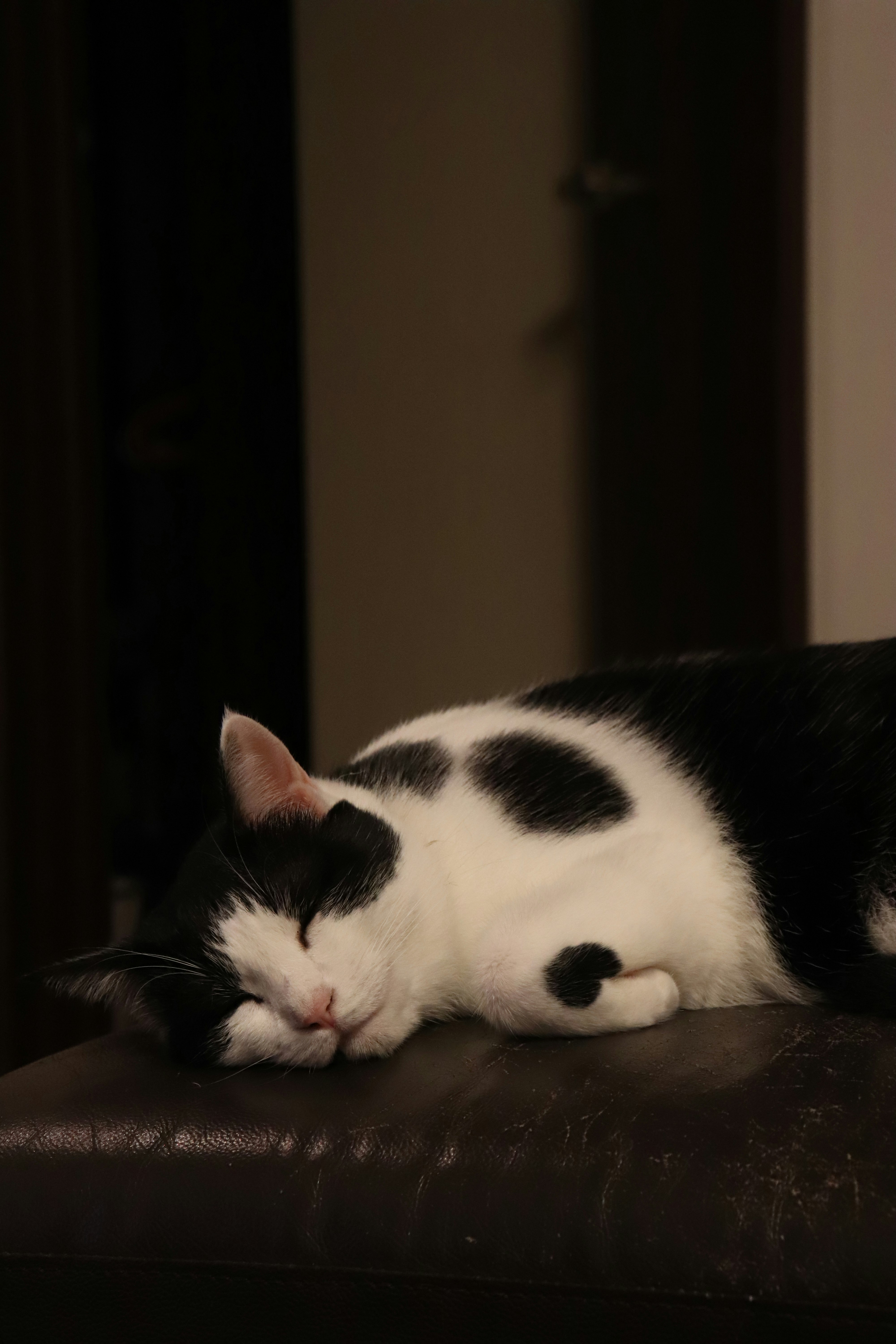 猫がソファでスヤスヤ眠る