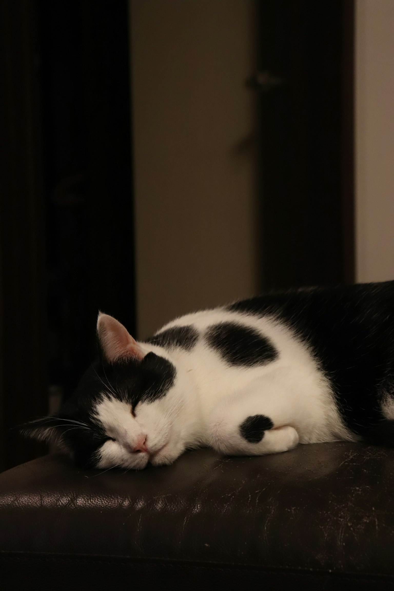 Eine schwarz-weiße Katze schläft friedlich