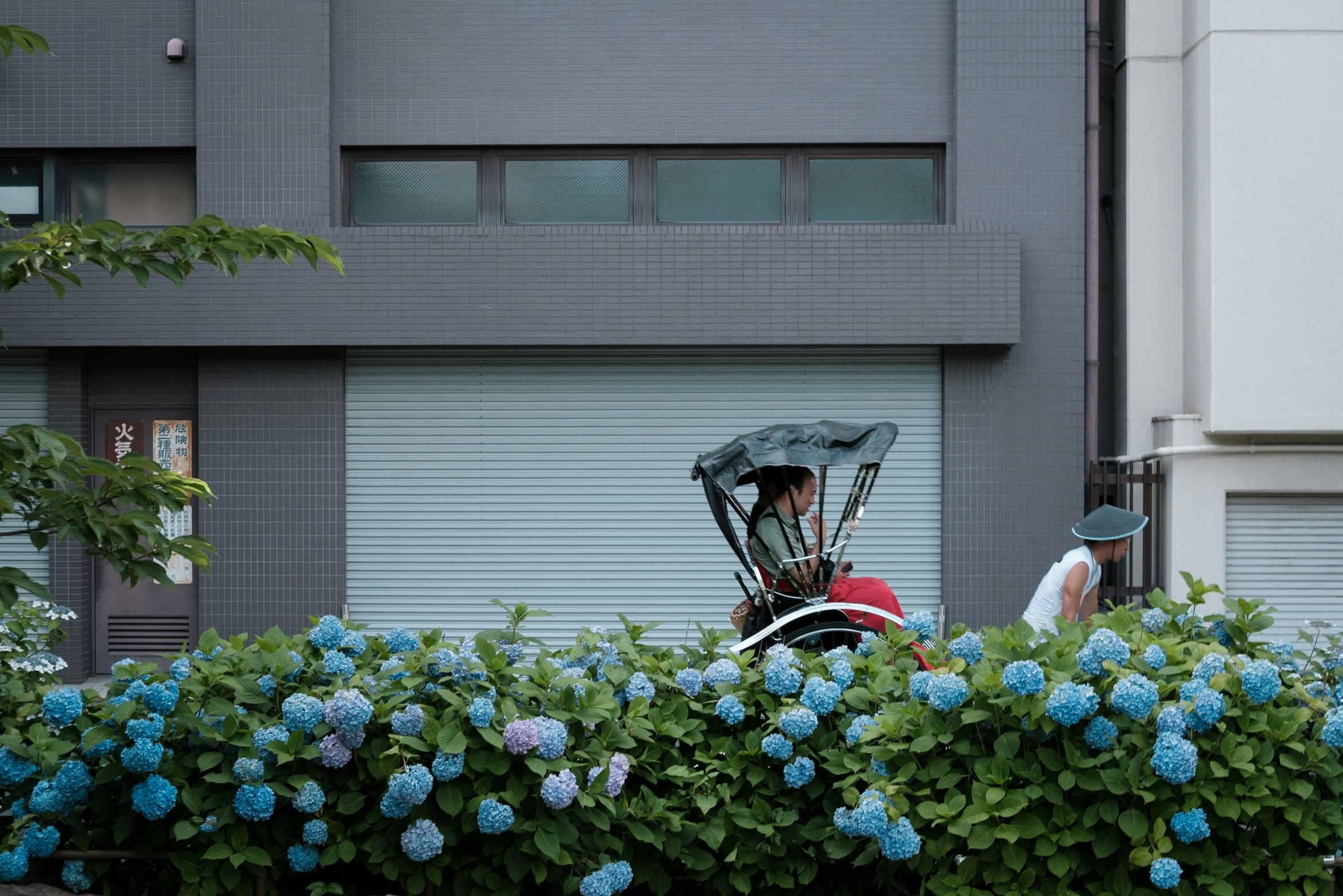 路地の店先に並ぶ紫陽花と人力車
