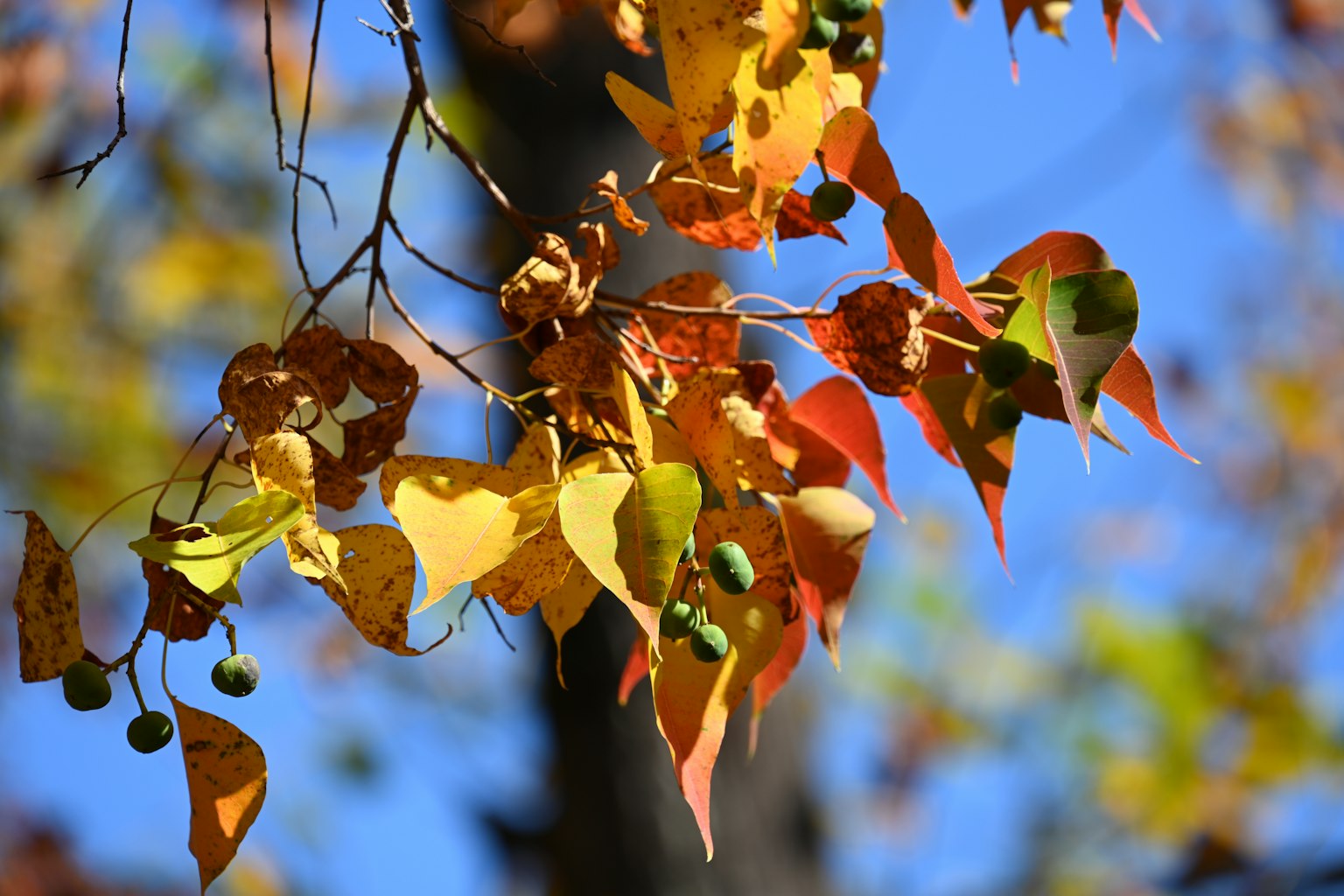 Bunte Herbstblätter an einem Zweig vor blauem Himmel