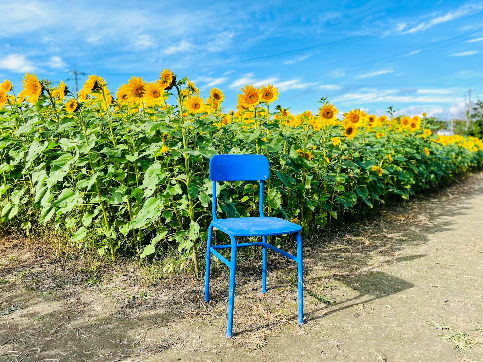 A blue chair in a sunflower field