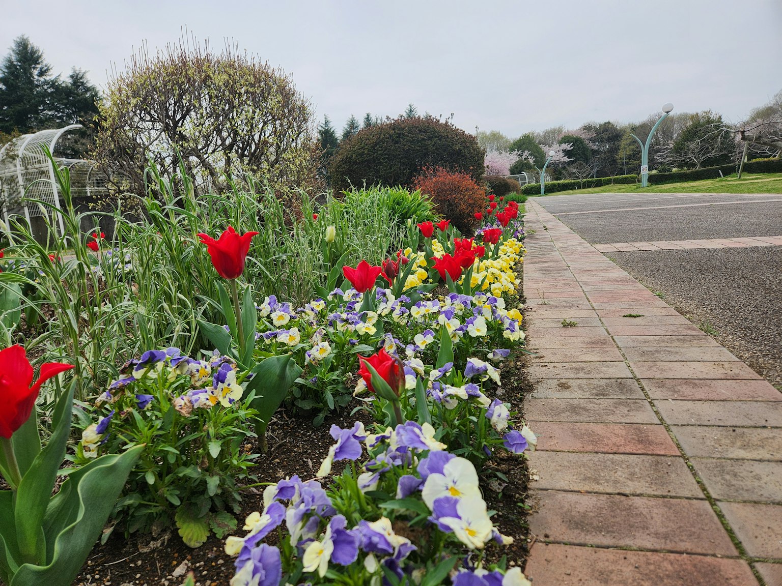 Bunte Blumenrabatte mit roten Tulpen und lila Stiefmütterchen neben einem Ziegelweg