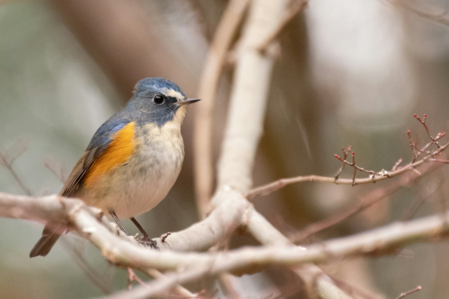 Un piccolo uccello con piume blu e arancioni vivaci appollaiato su un ramo