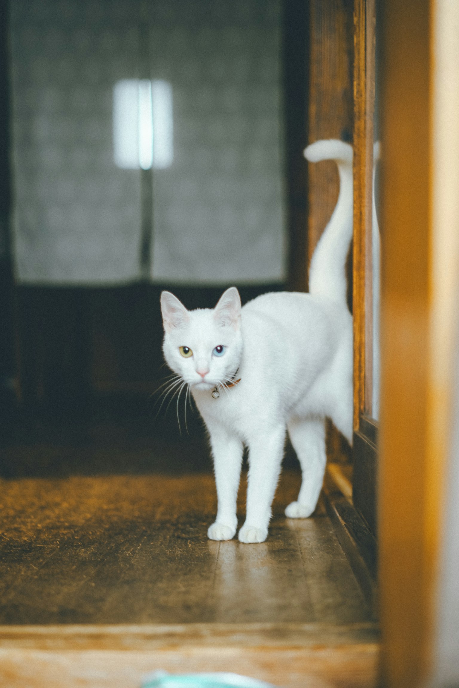Un gatto bianco che si trova davanti a una porta all'interno di una stanza