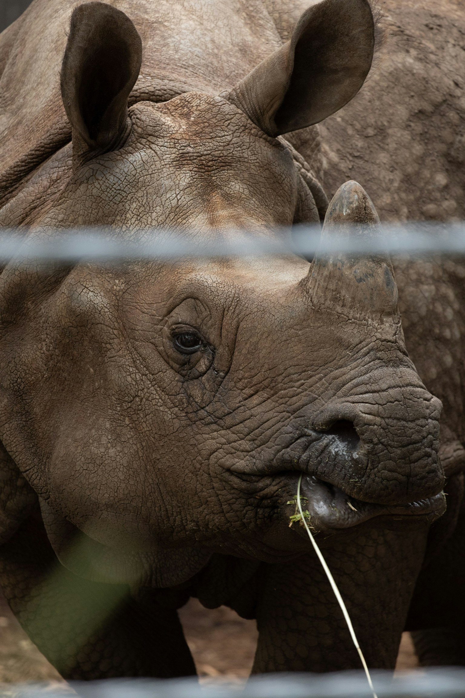 Close-up of a rhinoceros eating grass viewed through a fence