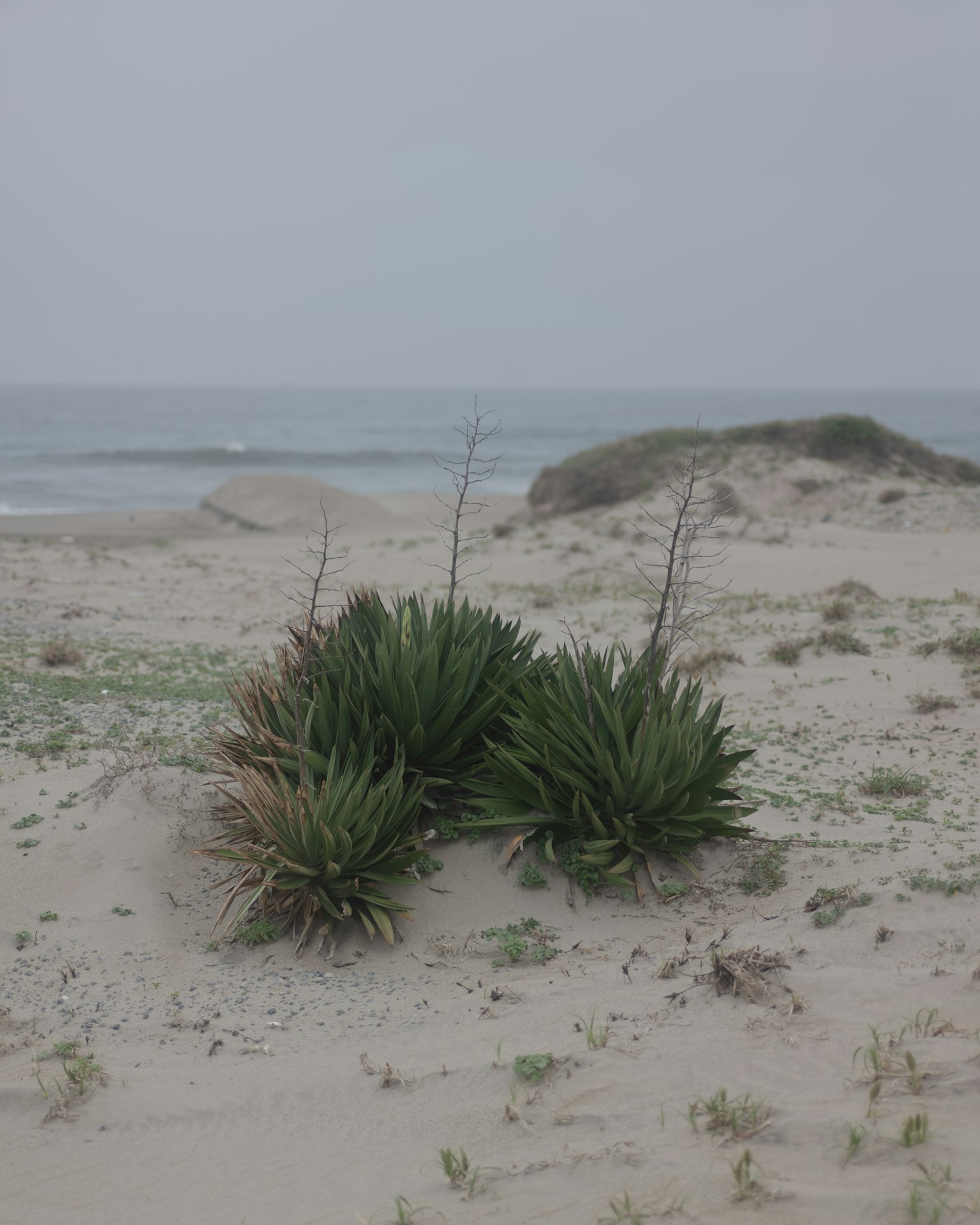 Plantas verdes creciendo en una playa de arena cerca del mar