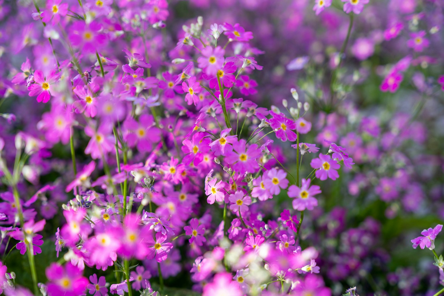 Una vivace esposizione di piccoli fiori viola in fiore