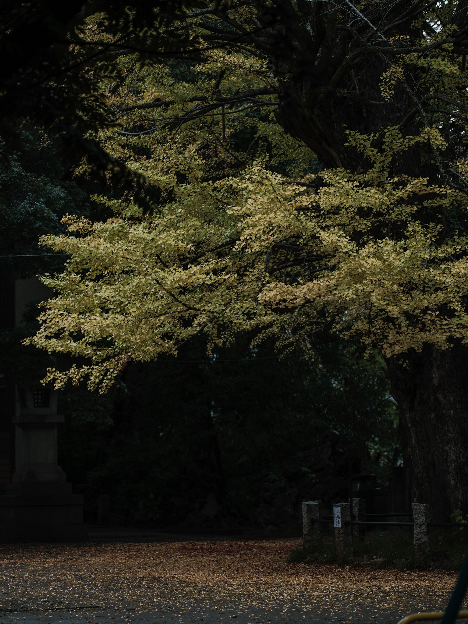 A tree with yellow leaves against a dark background