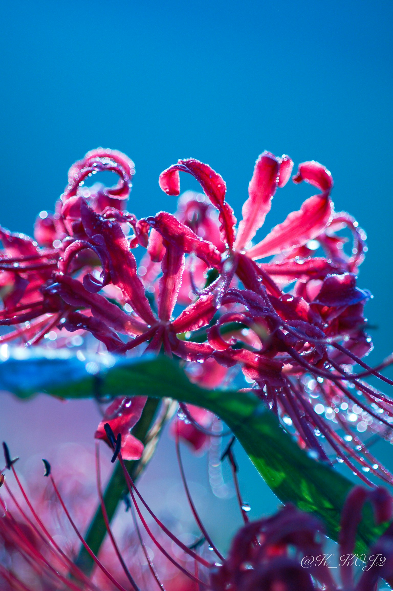 Primo piano di petali di fiori rossi vivaci con gocce d'acqua