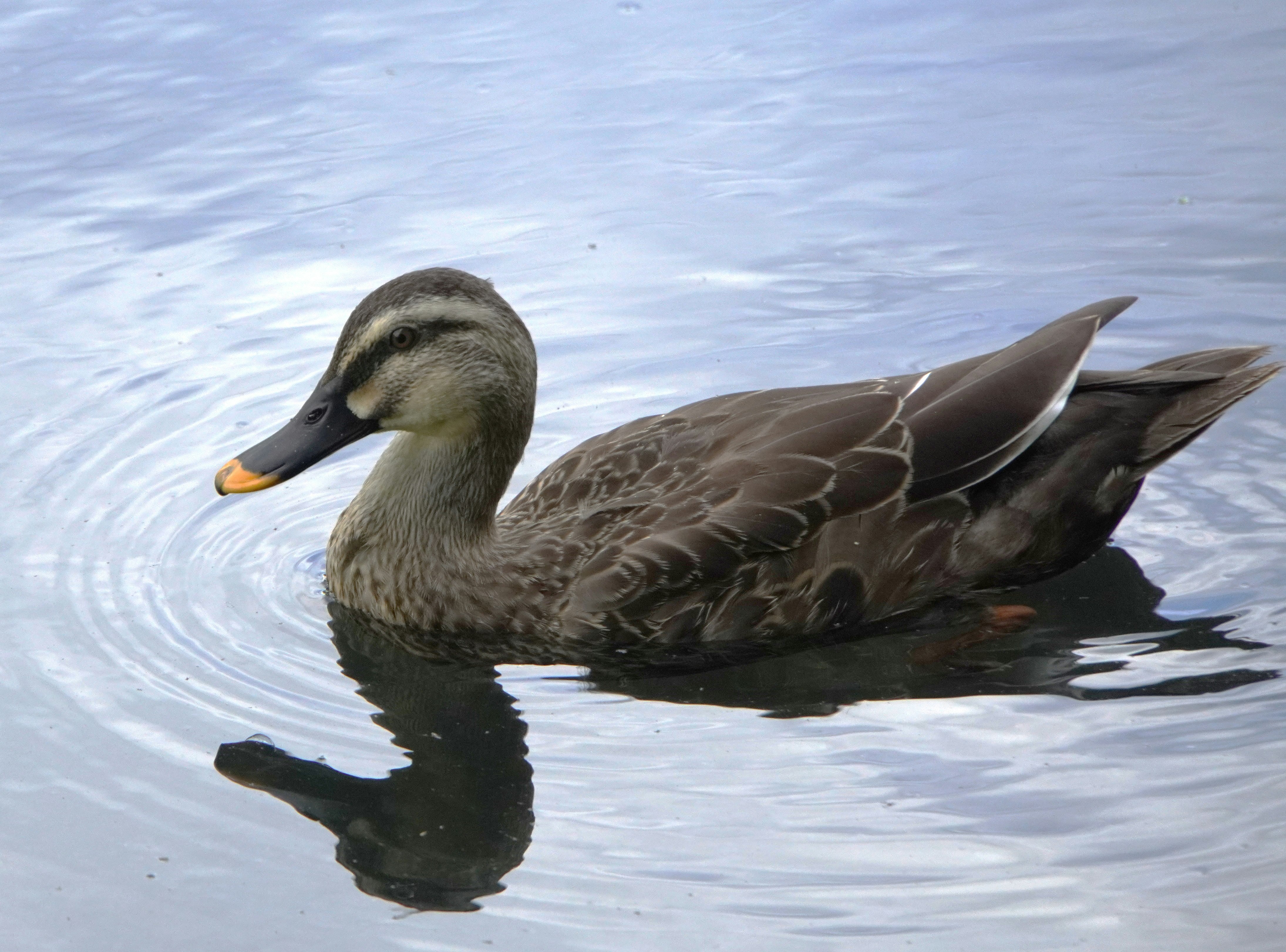 anatra che galleggia sull’acqua calma