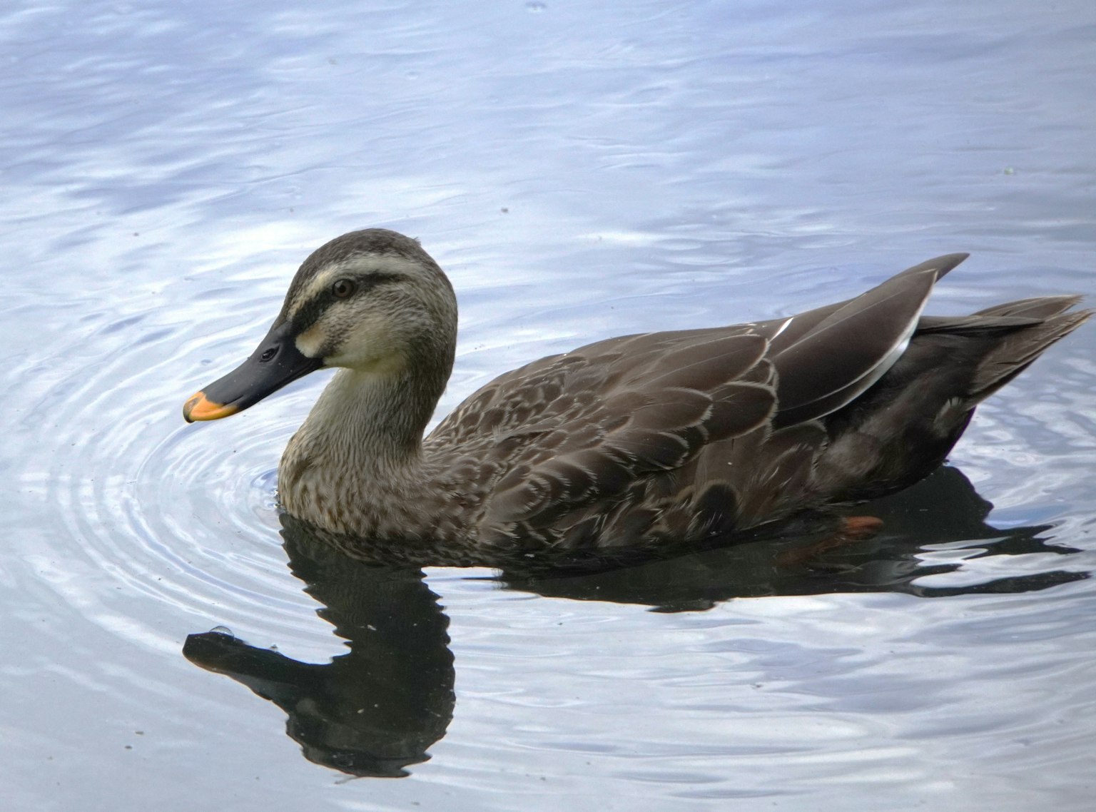 A duck swimming on the water surface with its reflection