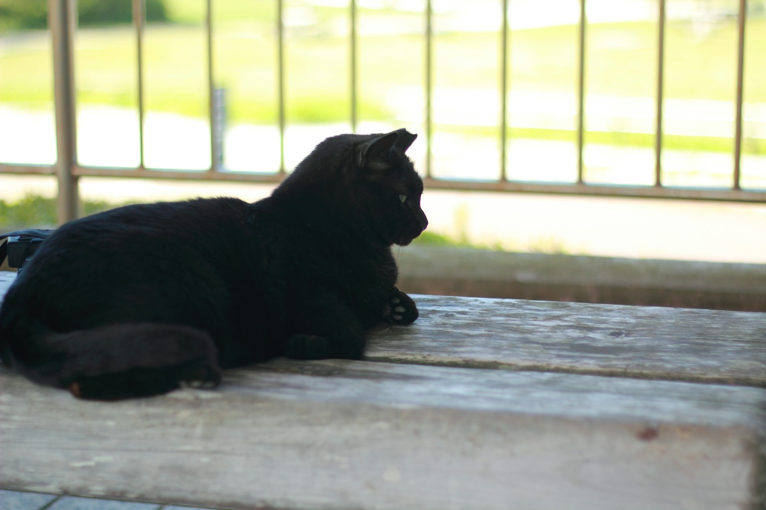 Seekor kucing hitam berbaring di bangku terlihat dari samping