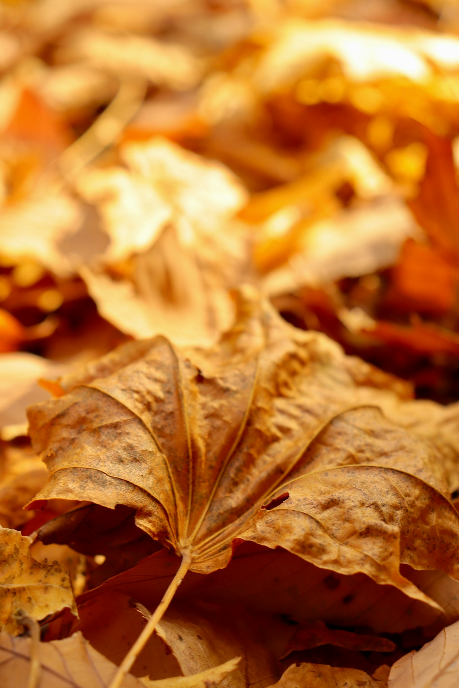 Gros plan de feuilles d'automne éparpillées sur le sol