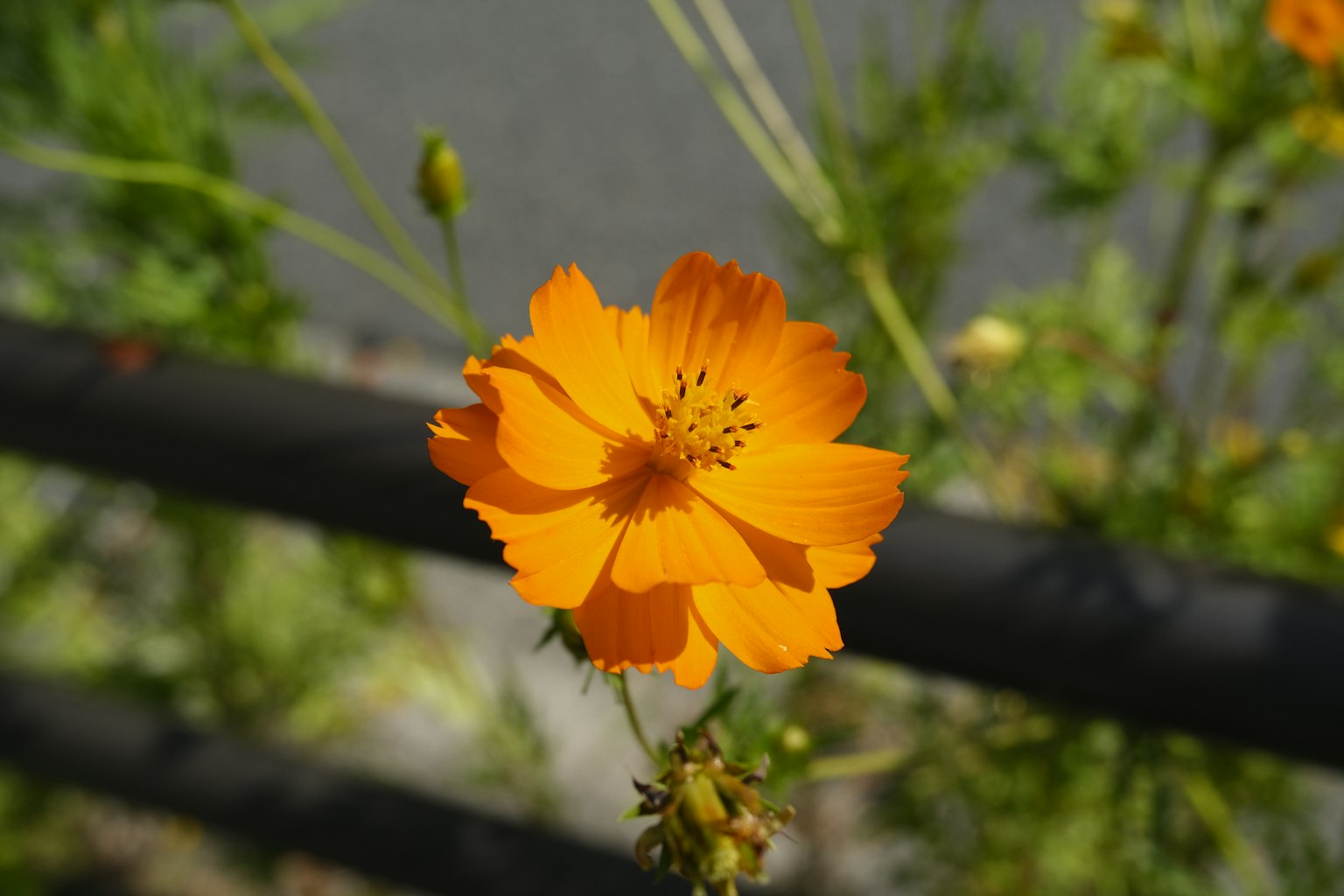 Bright orange flower blooming amidst green foliage