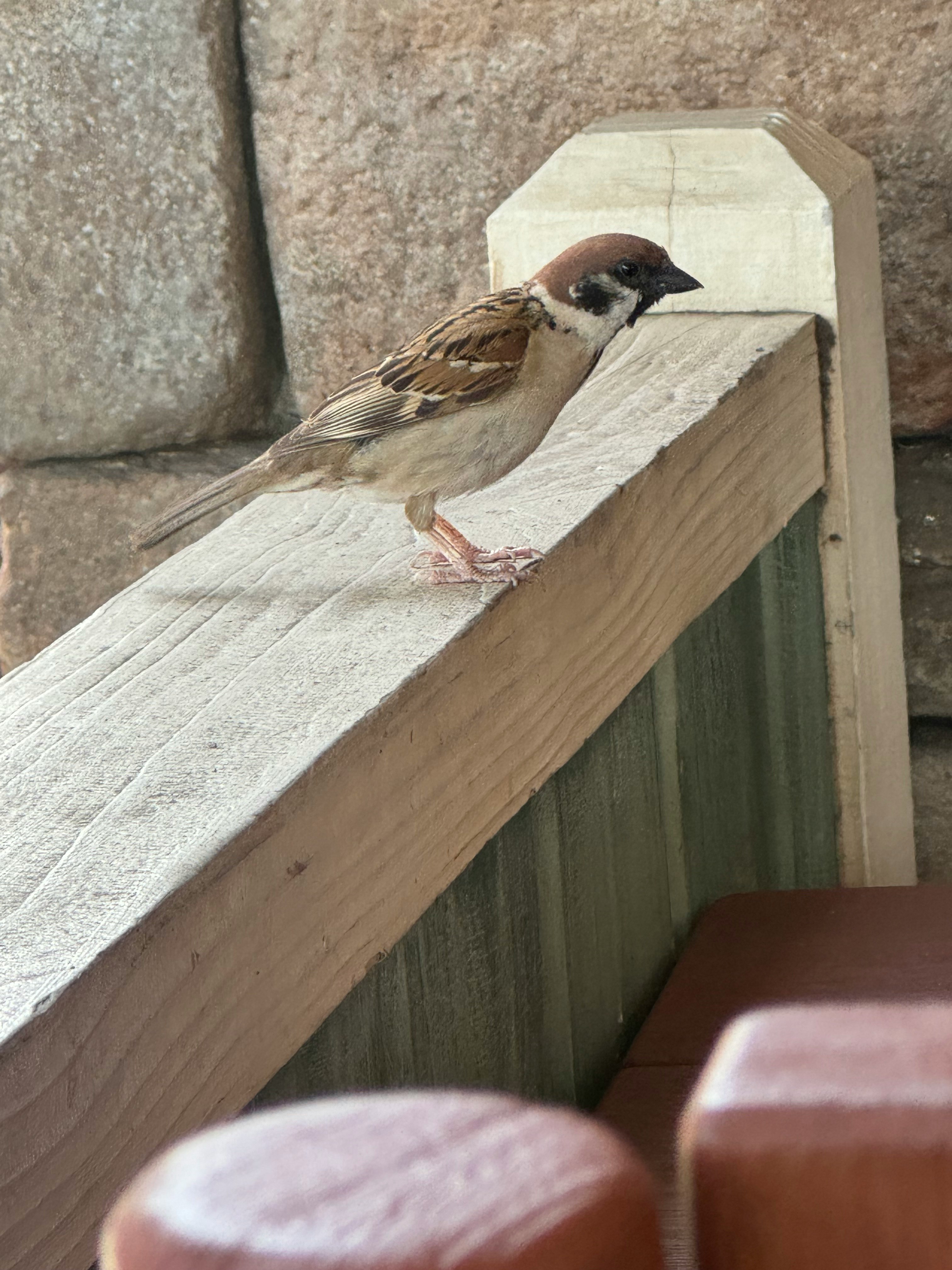 木の縁にとまるスズメ