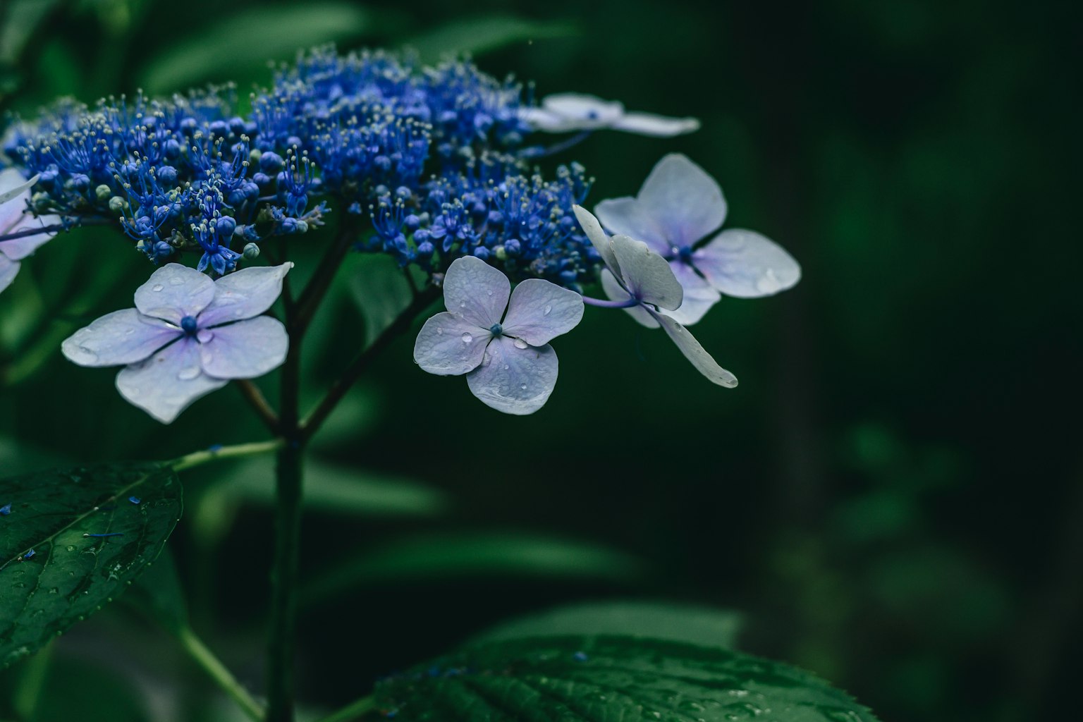 ํธ๋ฅธ์๊ณผ ํฐ์ ๊ฝ์ด ์๋ ์๋ฌผ์ ํด๋ก์ฆ์