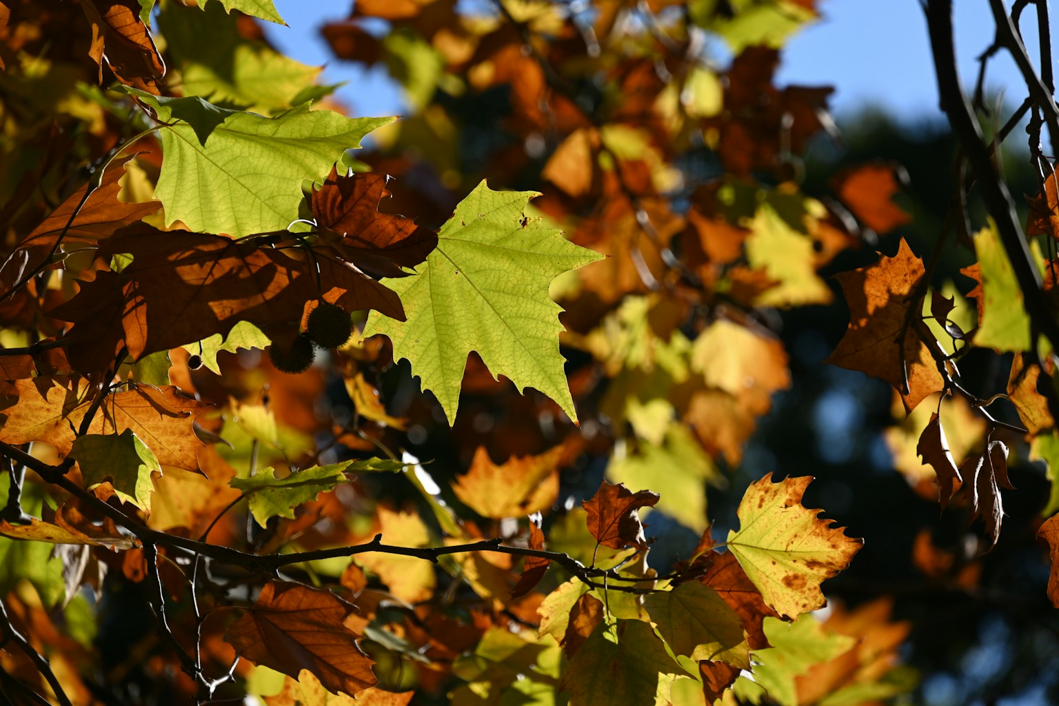 Feuilles d'automne vibrantes en jaune et orange sur une branche d'arbre