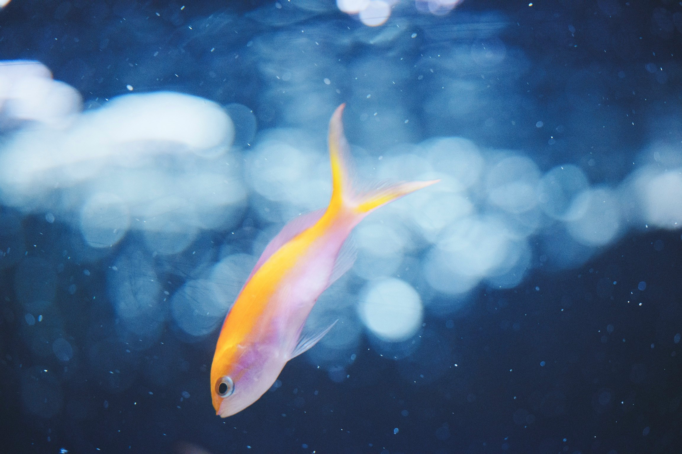 petit poisson orange nageant sous l’eau dans une eau bleue