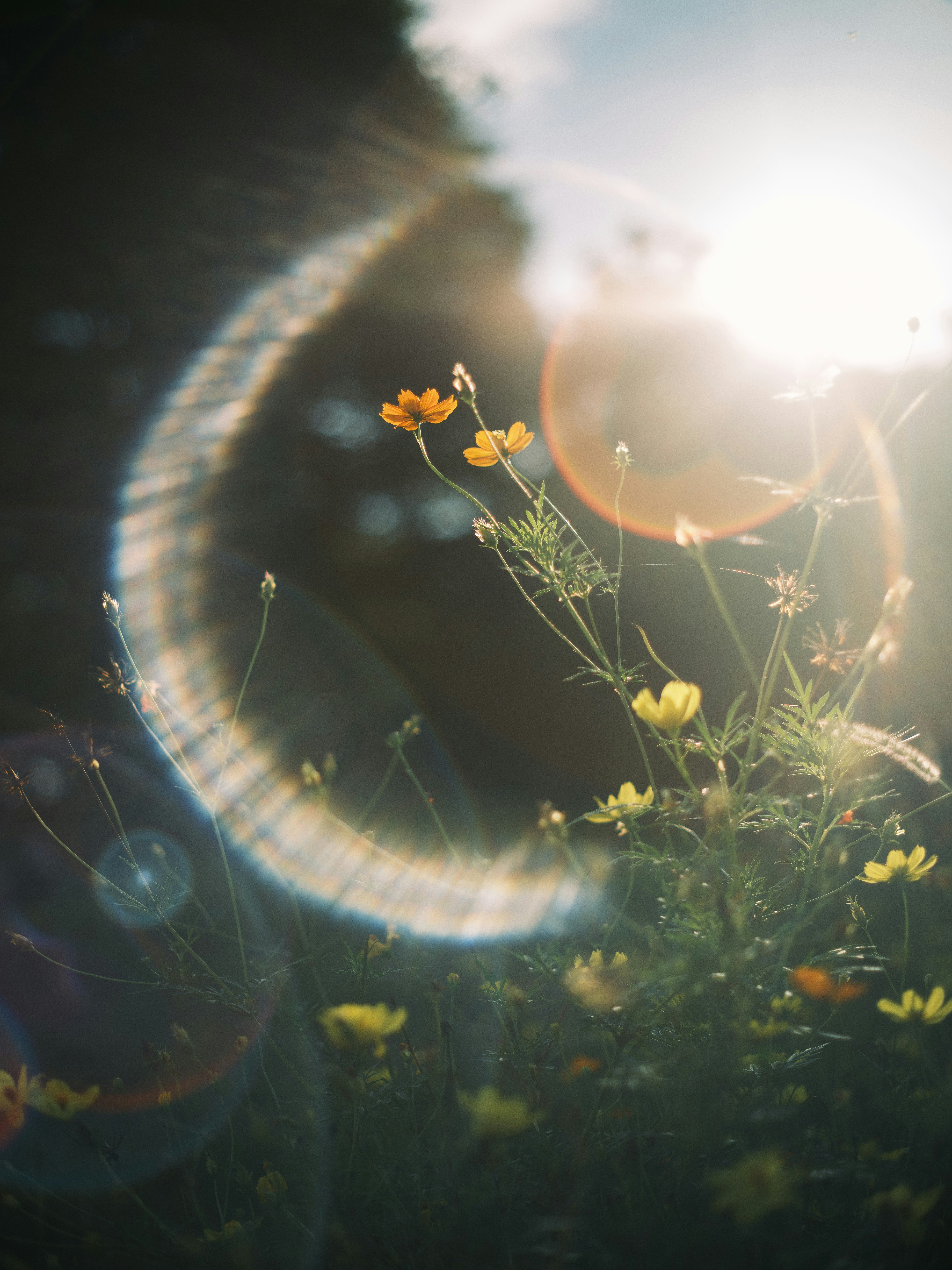 朝日を浴びる草花と光の輪の幻想的な光景