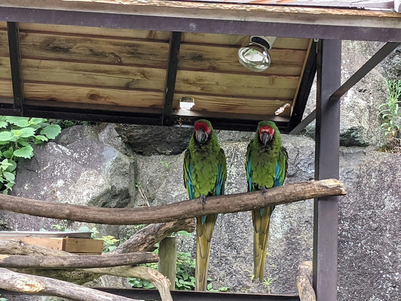 Two colorful macaws perched on a branch
