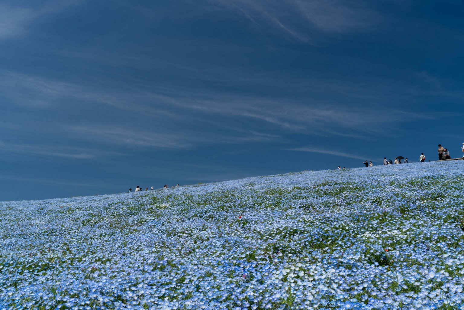 藍天下開滿藍色花朵的山丘