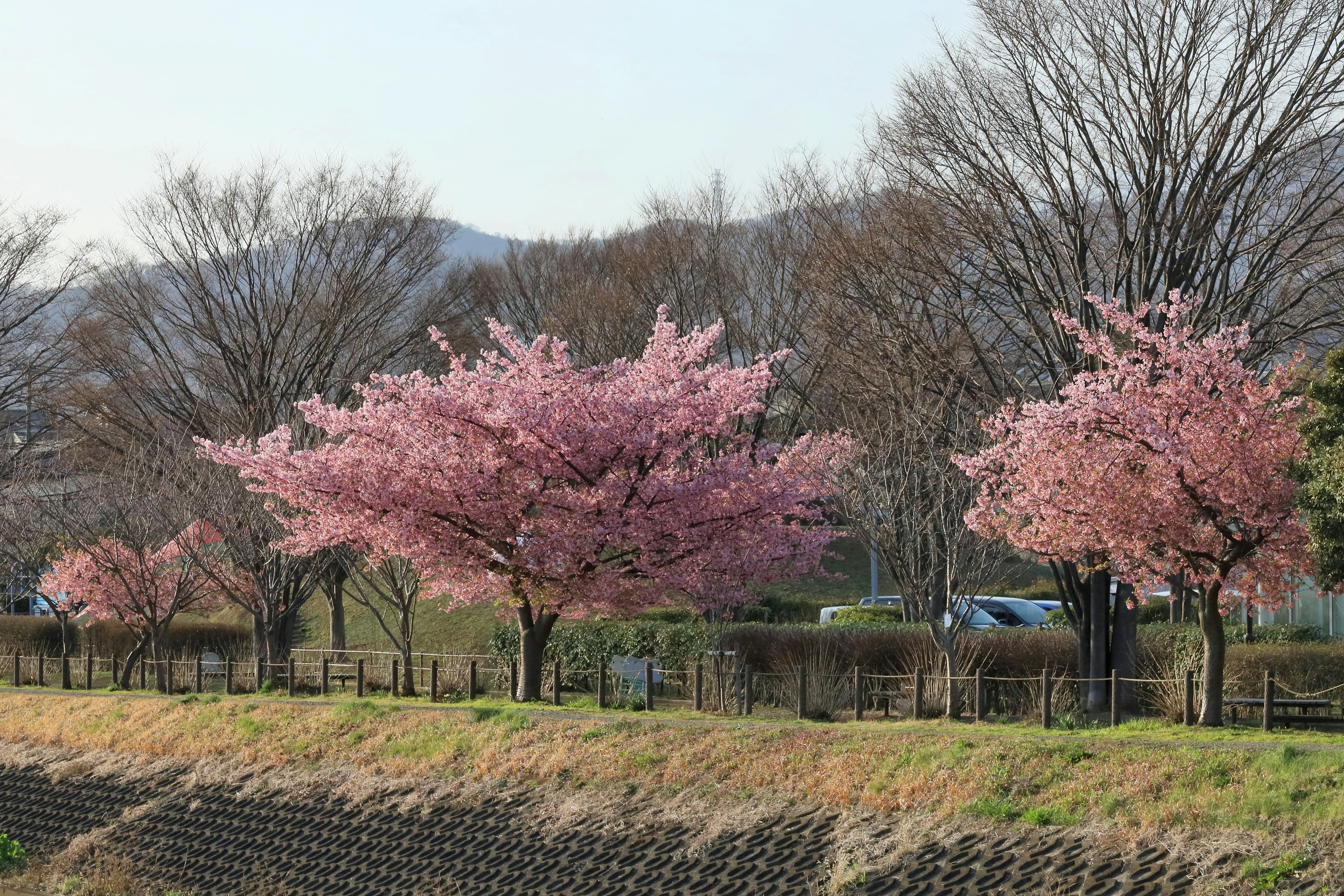 bunga sakura Kawazu mekar di sepanjang tepi Sungai Daikon