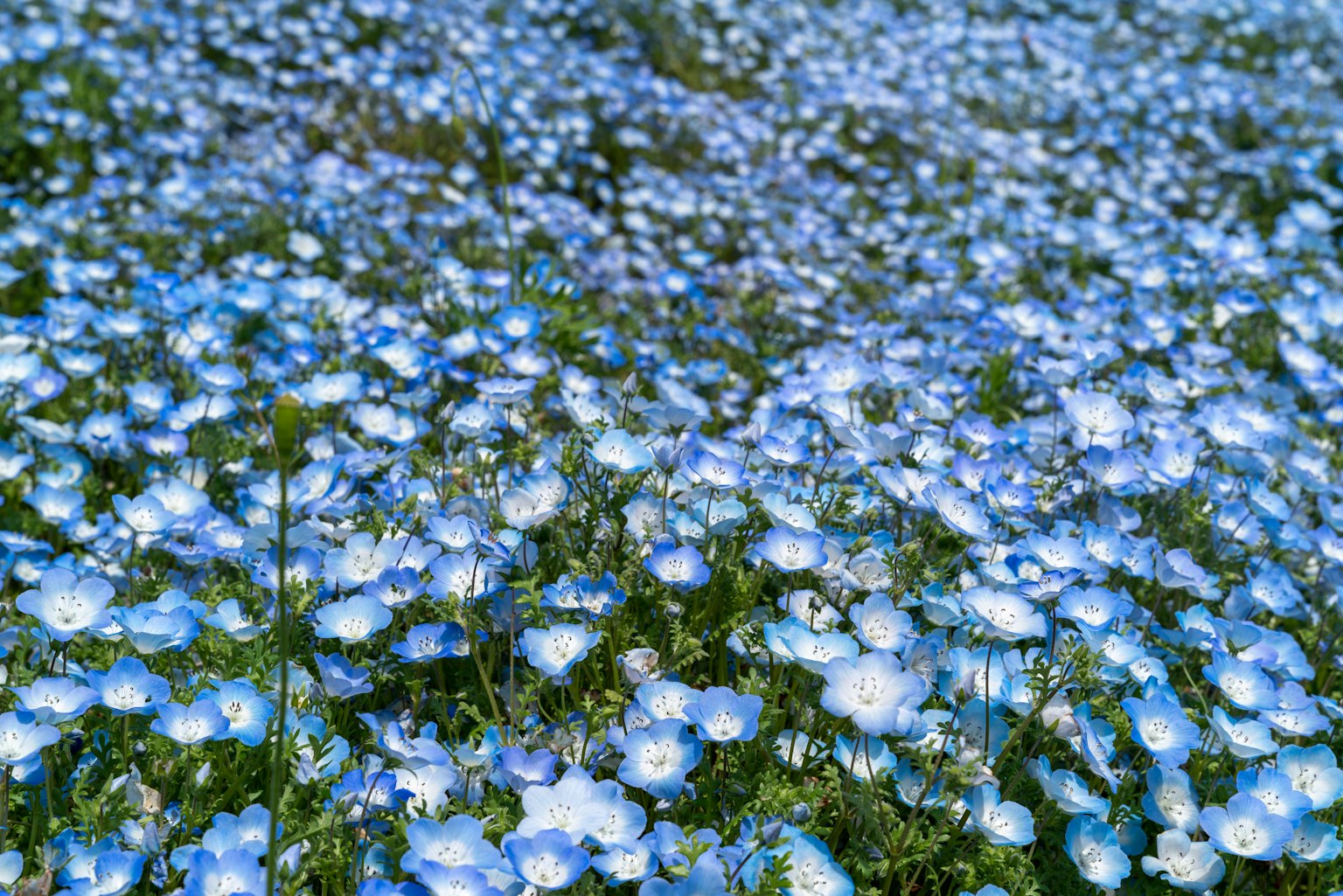 Landskap yang dipenuhi bunga biru