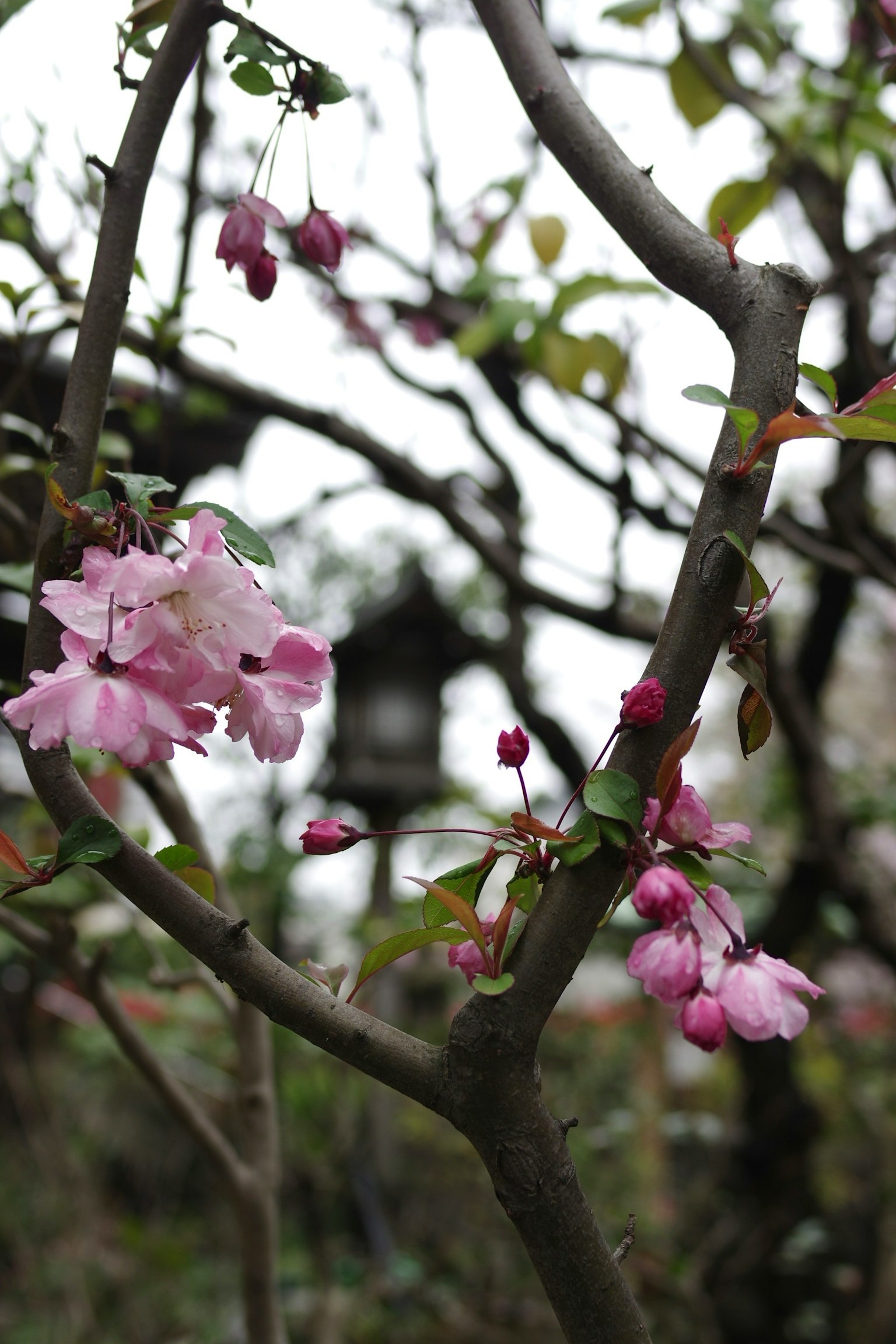 Gros plan sur des branches de cerisier avec des fleurs roses délicates et des bourgeons