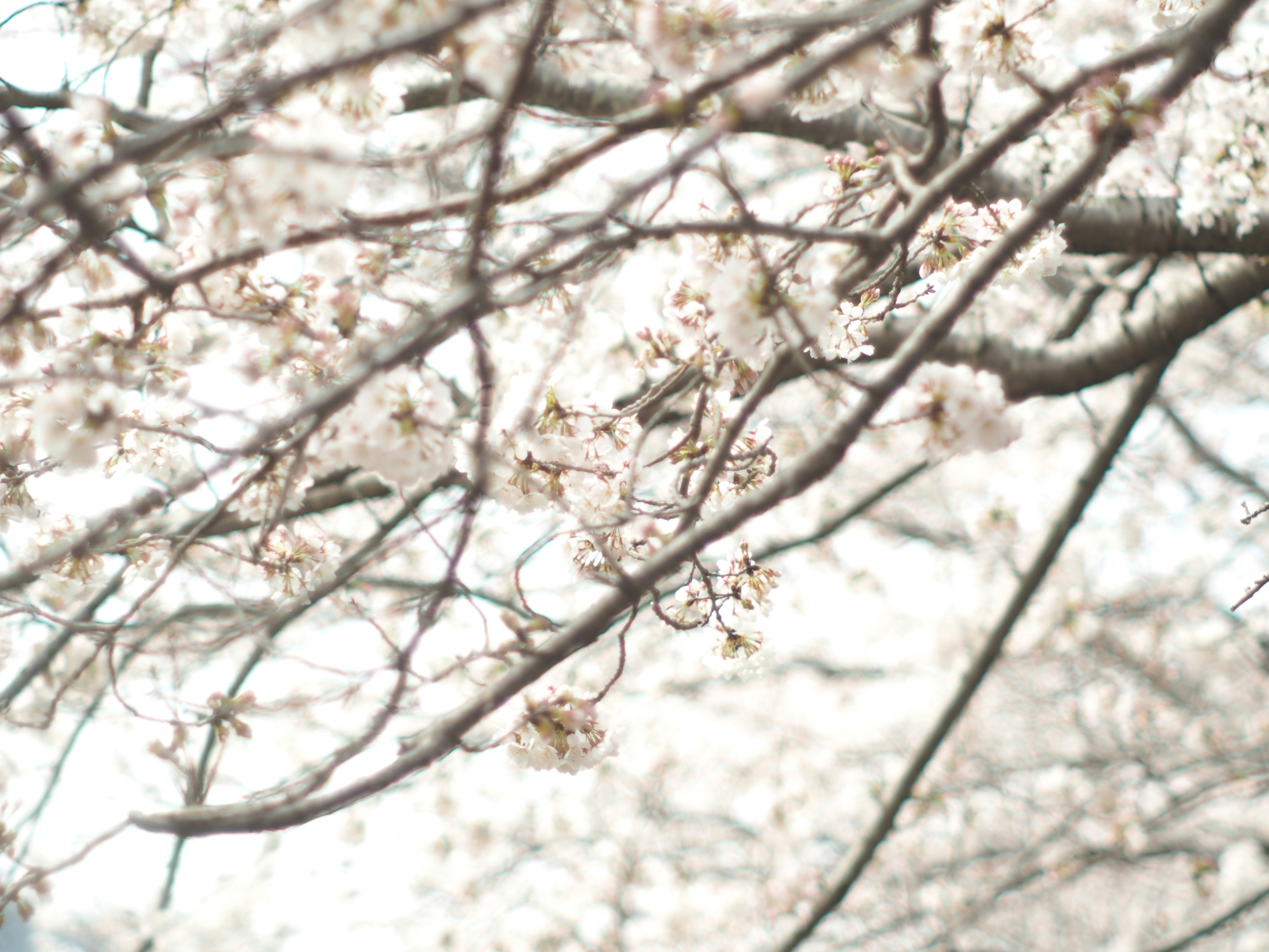 桜の花が枝に咲く春の空の下