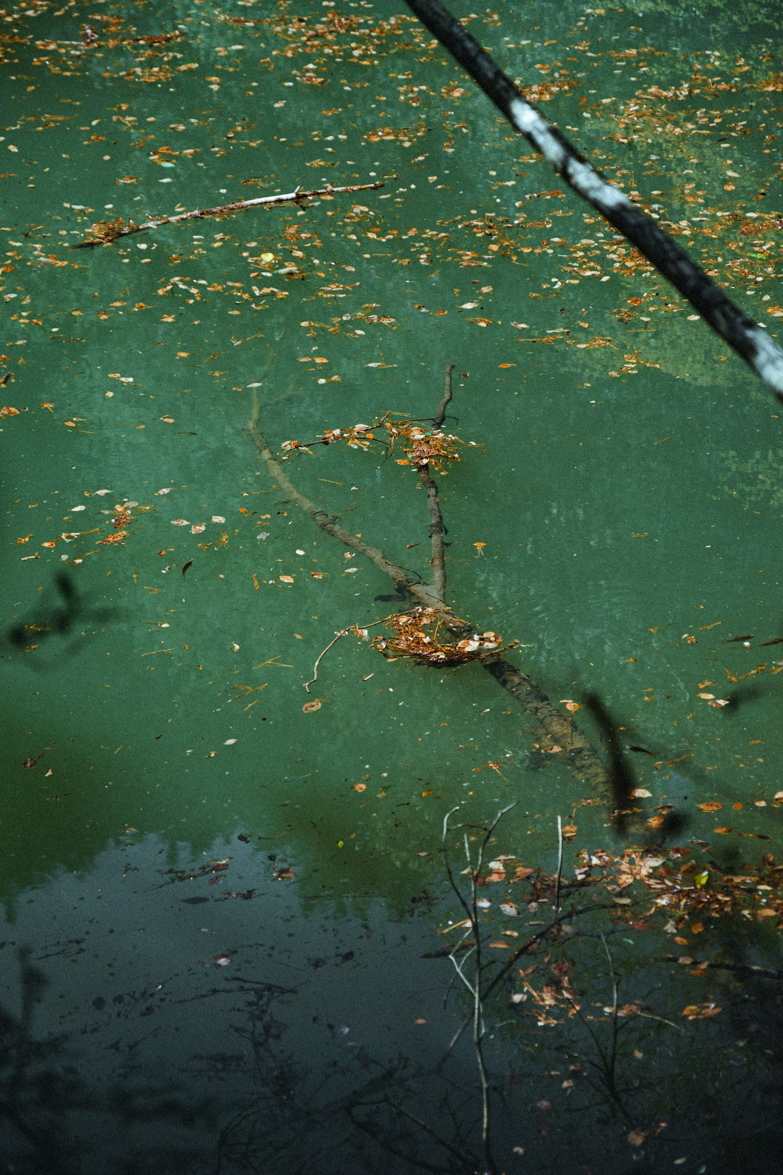 緑色の水面に浮かぶ落ち葉と小枝の風景