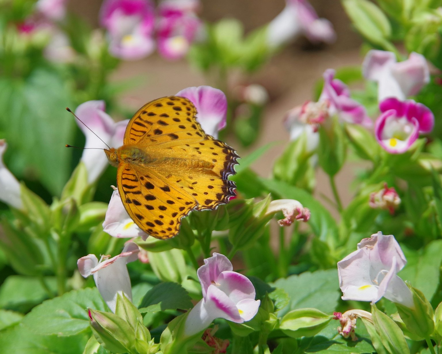 Mariposa naranja posada sobre flores rosas en un jardín