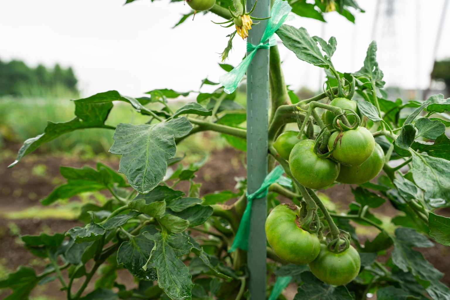 Pomodori verdi sostenuti da un palo in un giardino
