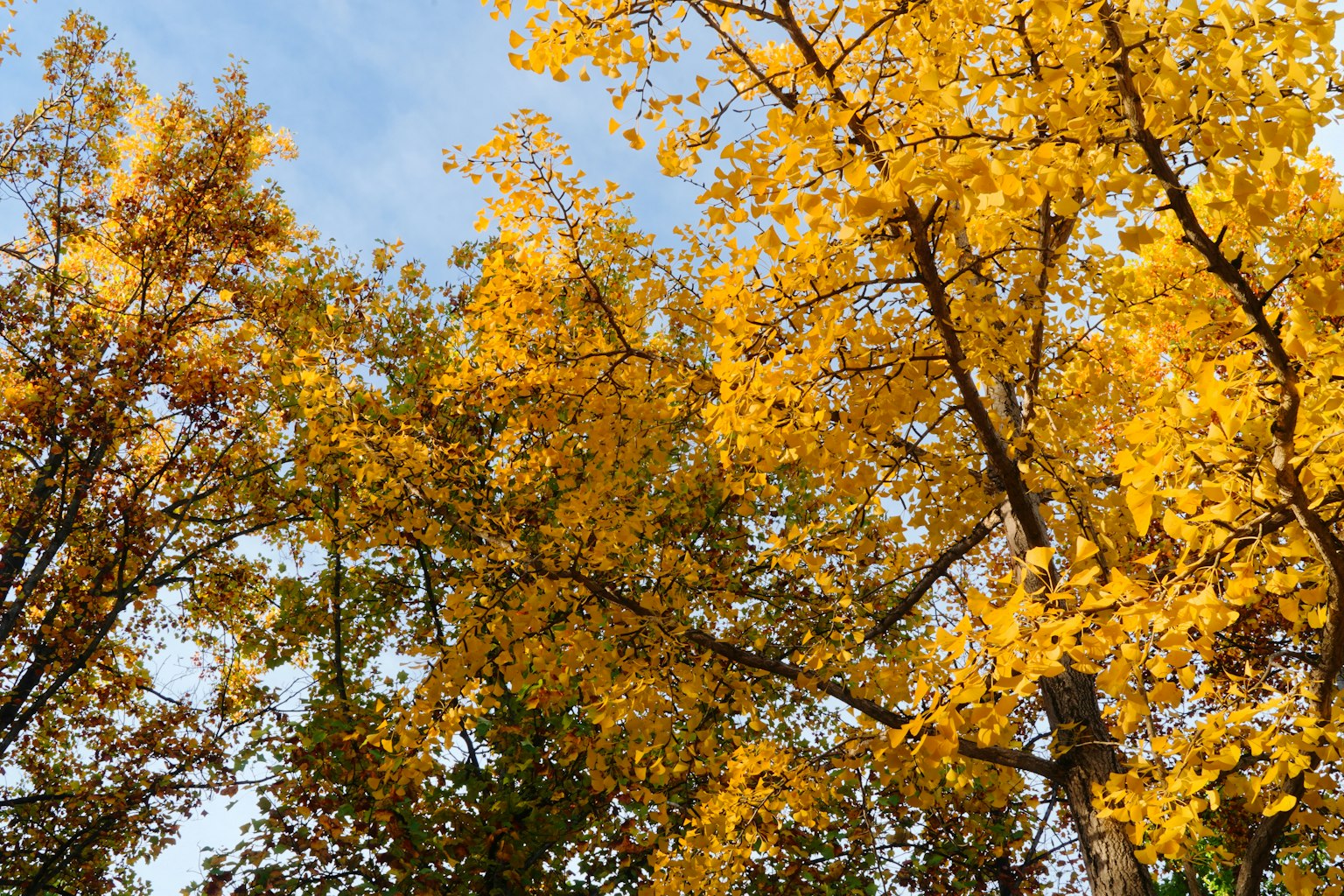 View looking up at trees with golden autumn leaves