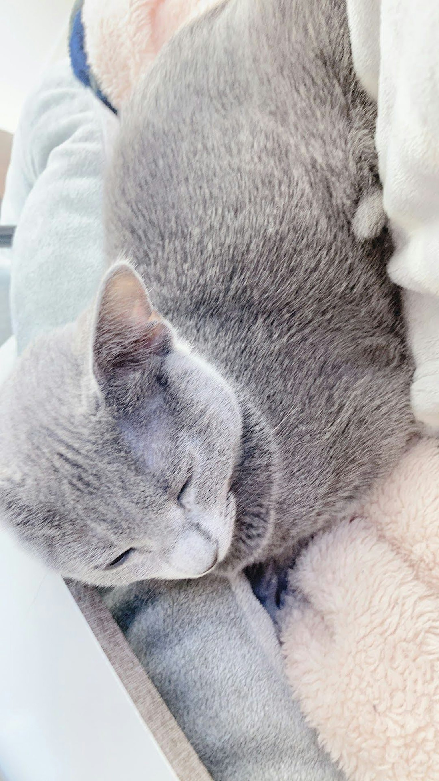 Eine graue Katze, die sich auf einer Decke zusammenrollt und schläft