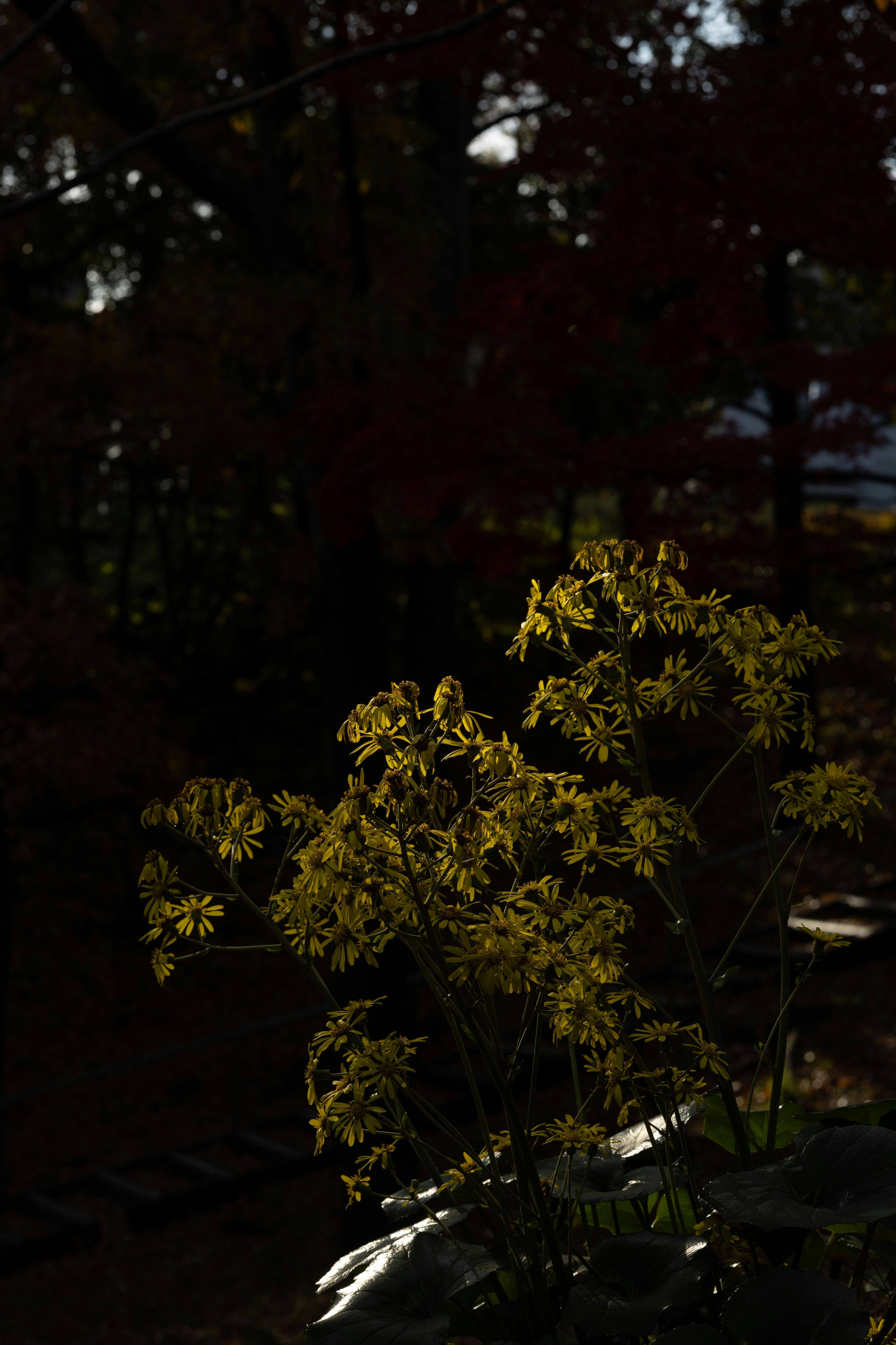 木陰で揺れる黄色い花の枝先