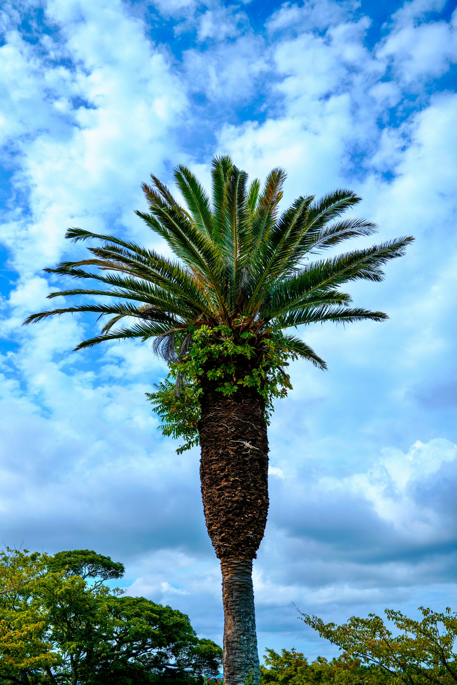 Tall palm tree under a blue sky with fluffy clouds and surrounding greenery