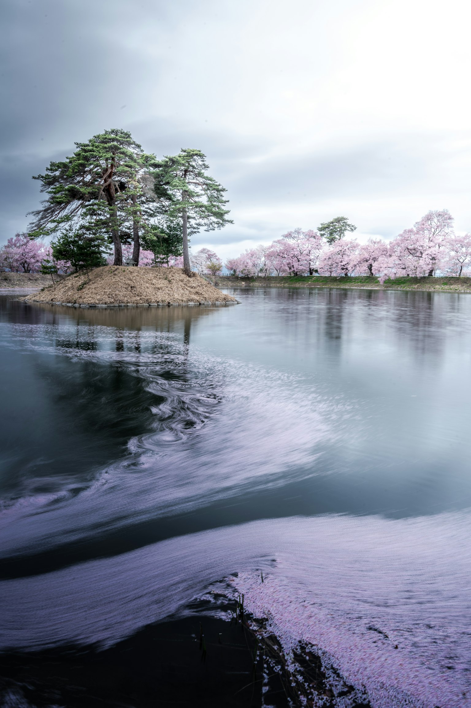 ทิวทัศน์สวยงามของเกาะที่มีต้นสนและดอกซากุระอยู่ริมทะเลสาบที่สงบ