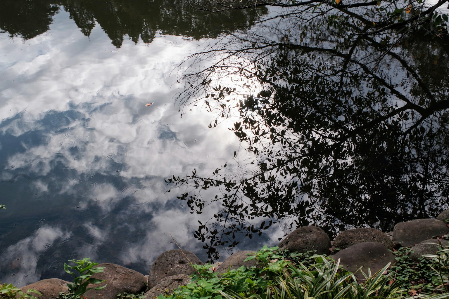 Paesaggio con nuvole e riflessi di alberi sulla superficie dell'acqua