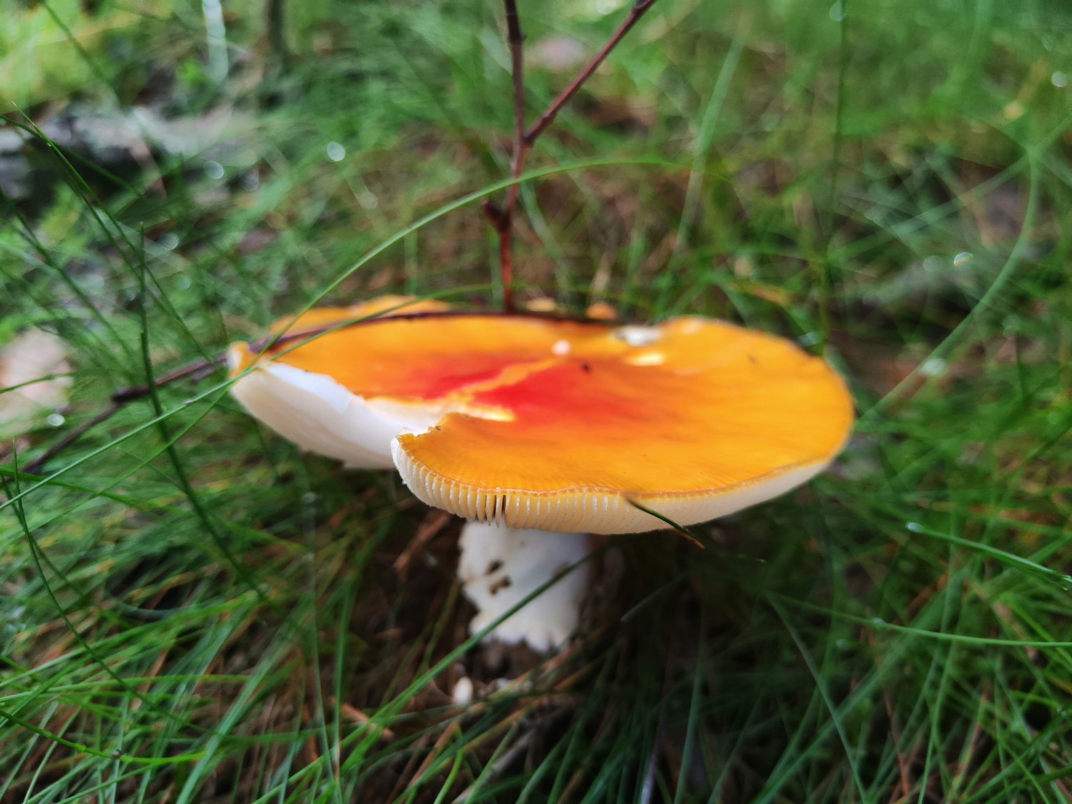 Ein lebendiger orangefarbener Pilz, der im grünen Gras wächst