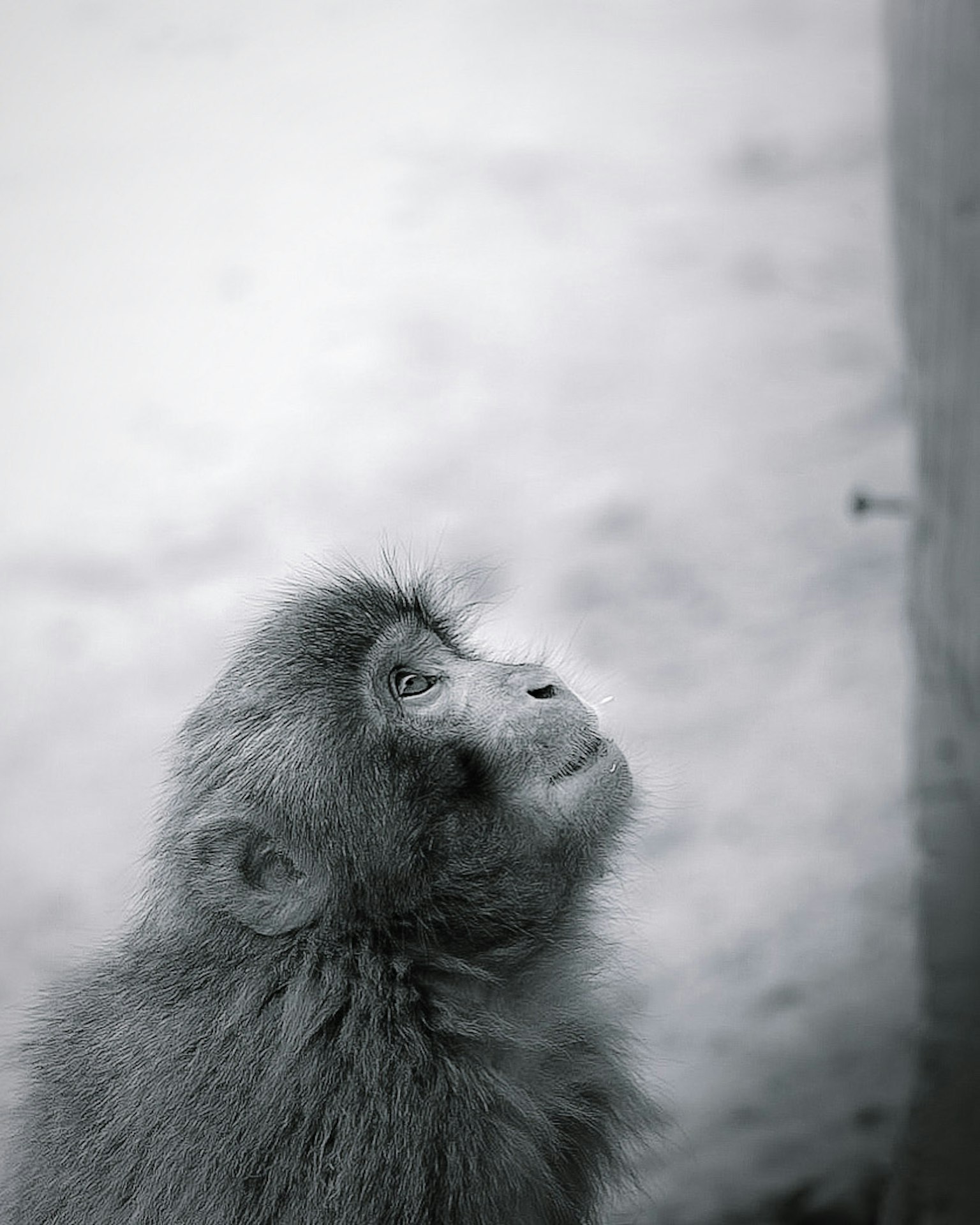 Black and white photo of a monkey looking up