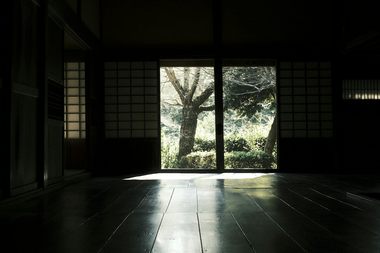 View of a garden and tree from a dark room