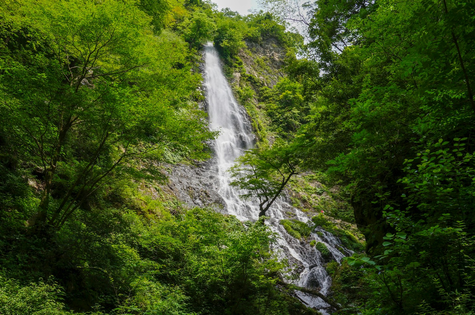 Imagen de una cascada rodeada de vegetación exuberante