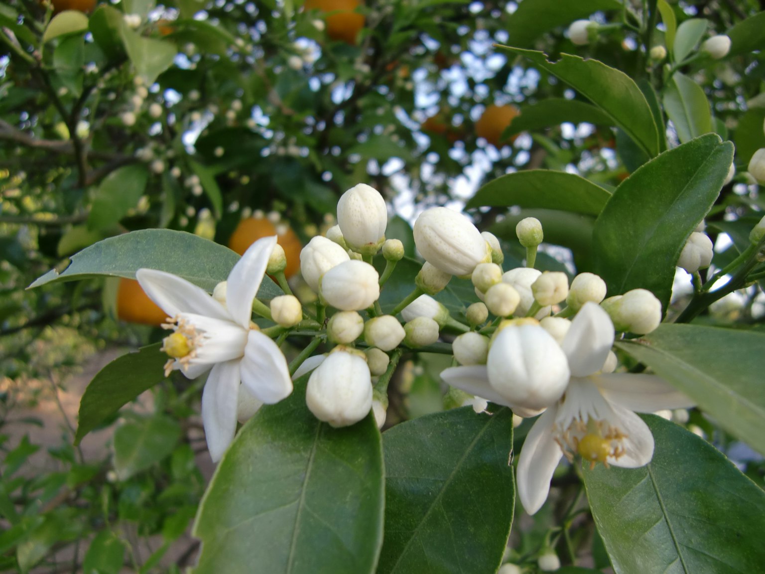 Nahaufnahme eines Zitrusbaums mit weißen Blüten und grünen Blättern