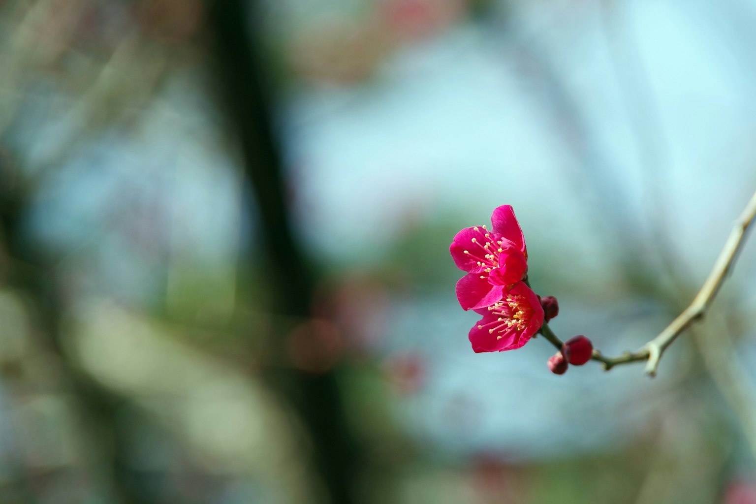 Fleur rose vibrante en fleurs sur une branche avec un arrière-plan flou