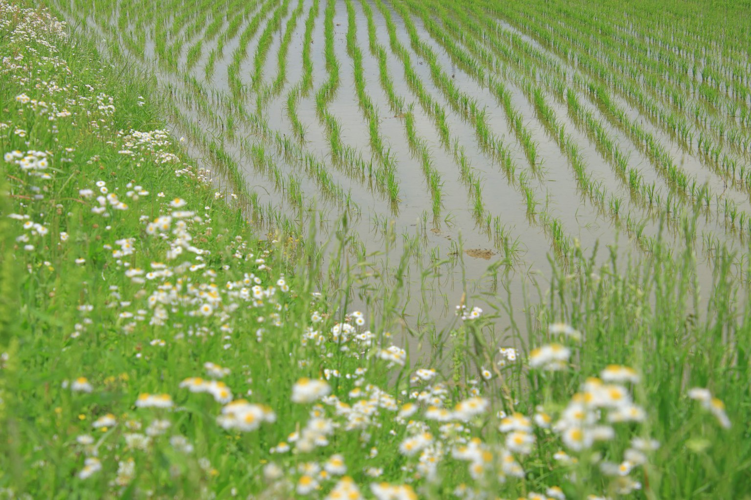 Champ de riz vert luxuriant avec des fleurs blanches en fleur Reflet des rangées de riz dans l'eau