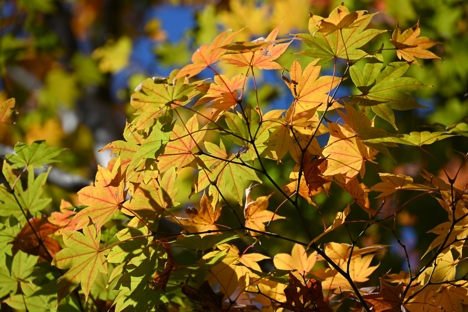 Branches de feuilles d'automne aux couleurs jaunes et vertes